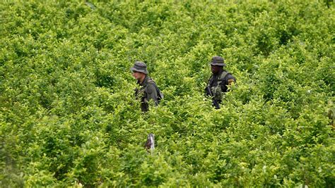 Biden administration suspends satellite monitoring of Colombian coca crops amid surge in cocaine